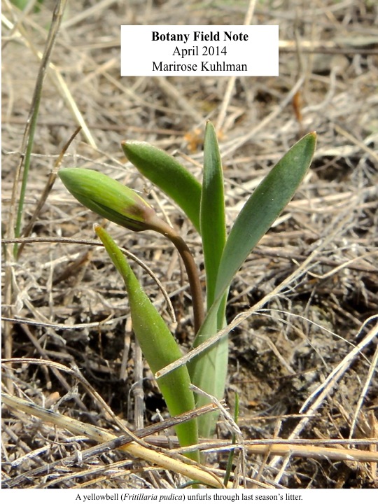 041214 Botany Field Note MPG Ranch