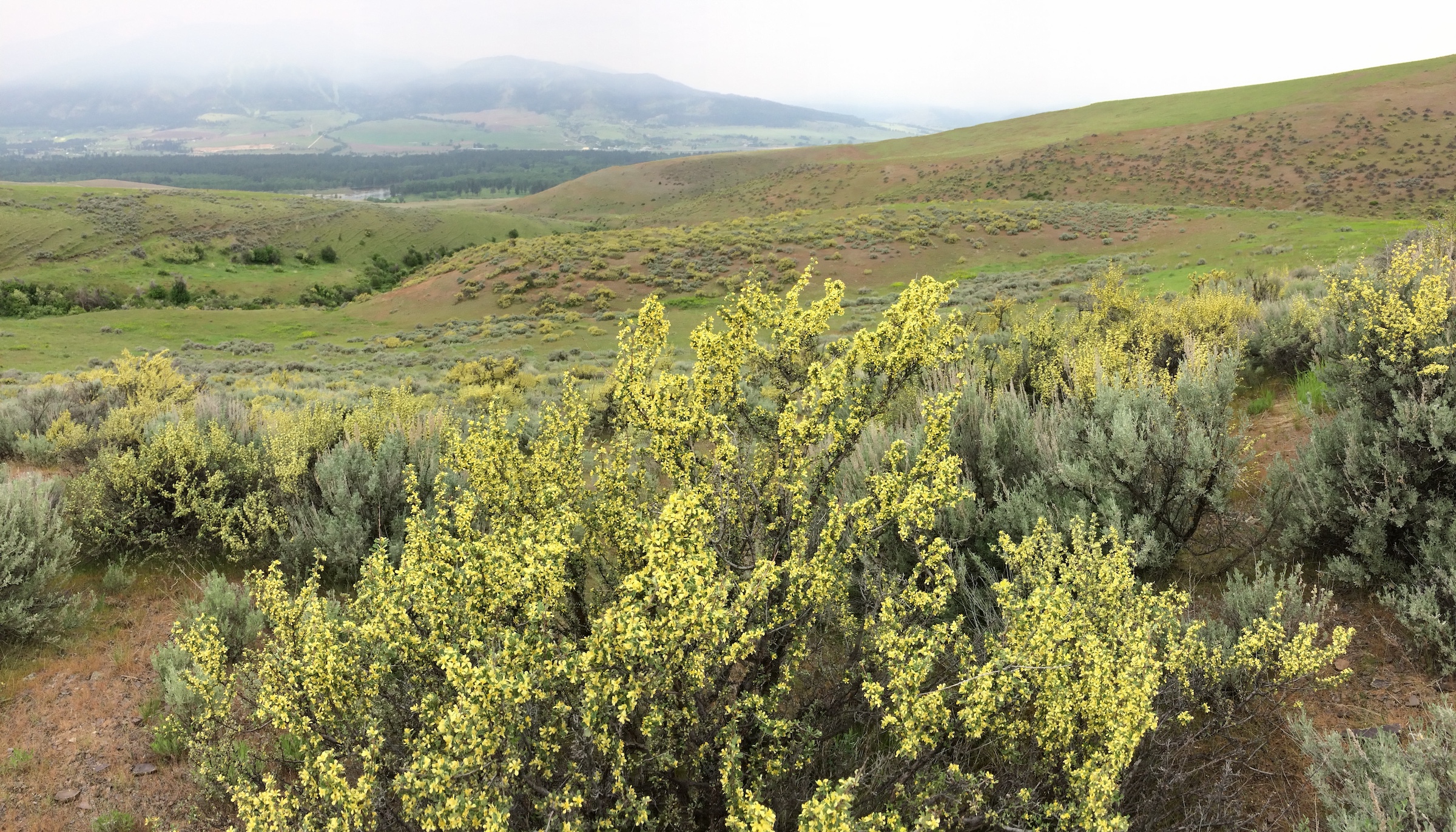 Bitterbrush in bloom. MPG Ranch
