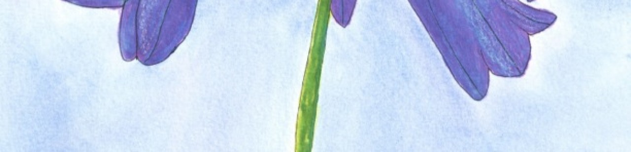 Triteleia featured image.