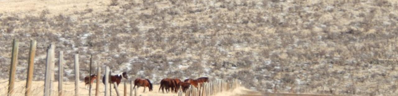 Aggressive Horses featured image.