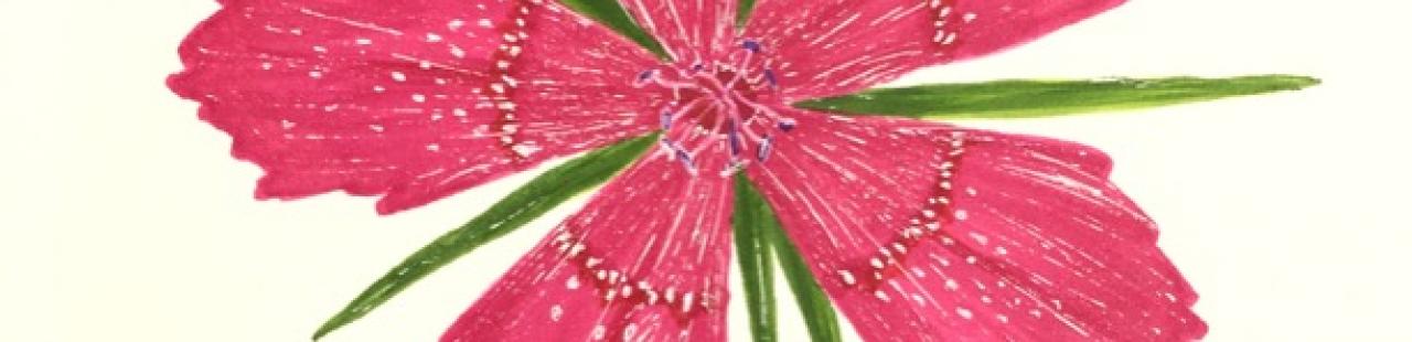 Deptford Pink featured image.