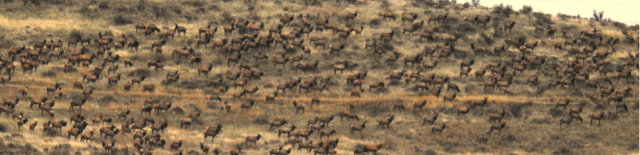 186 Days Of Elk Hunting featured image.