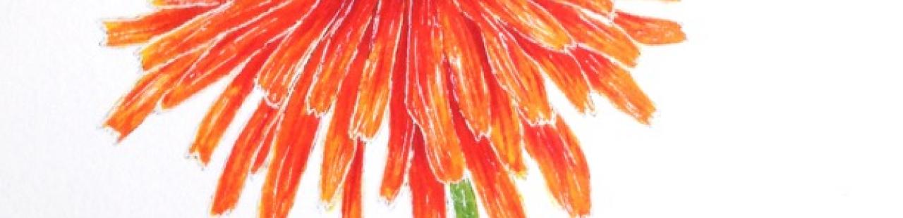 Orange Agoseris featured image.