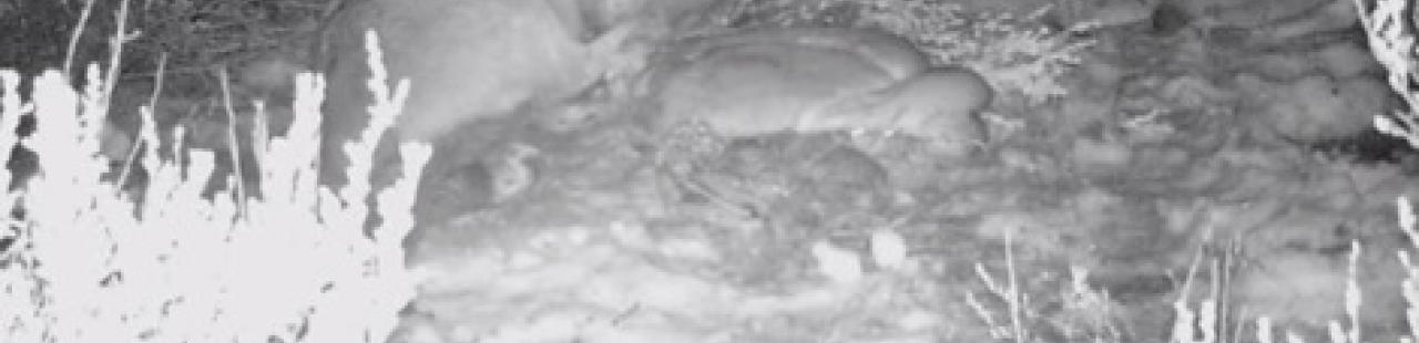 Mountain Lion Kill Site featured image.