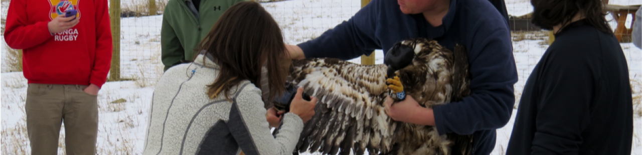 Winter Eagle Banding featured image.