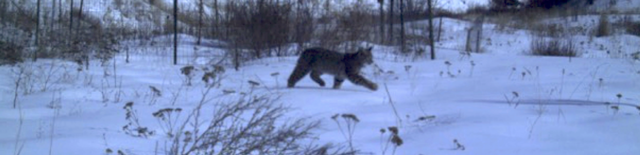 February 2019 Bobcat Tracking featured image.