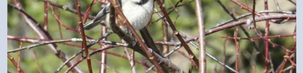 Chickadee featured image.