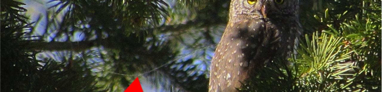 Tracking Pygmy-Owls featured image.