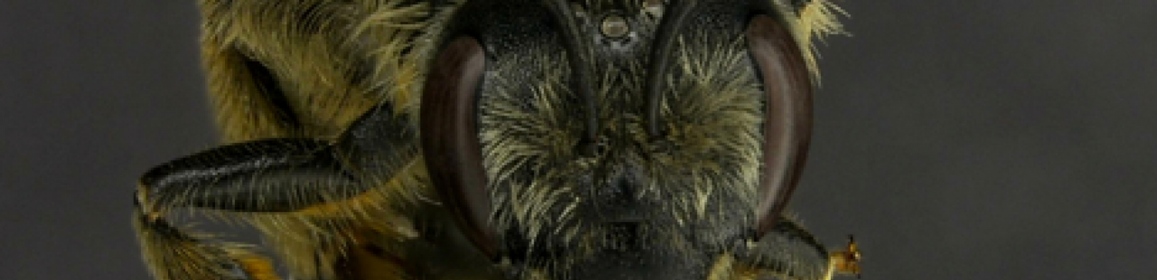 Unusual Bee Observation featured image.