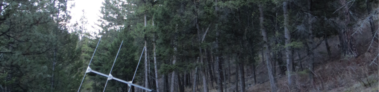 Tracking Pygmy Owls - Part II featured image.