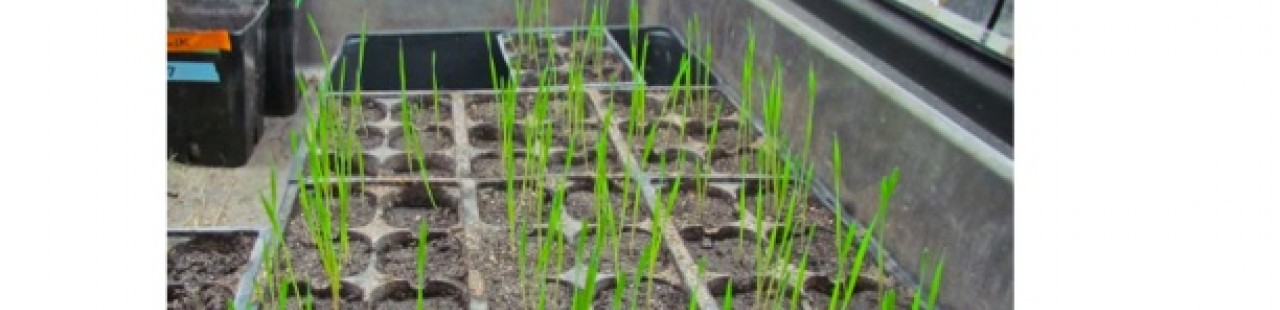 Endophytes and Disease in Cheatgrass featured image.