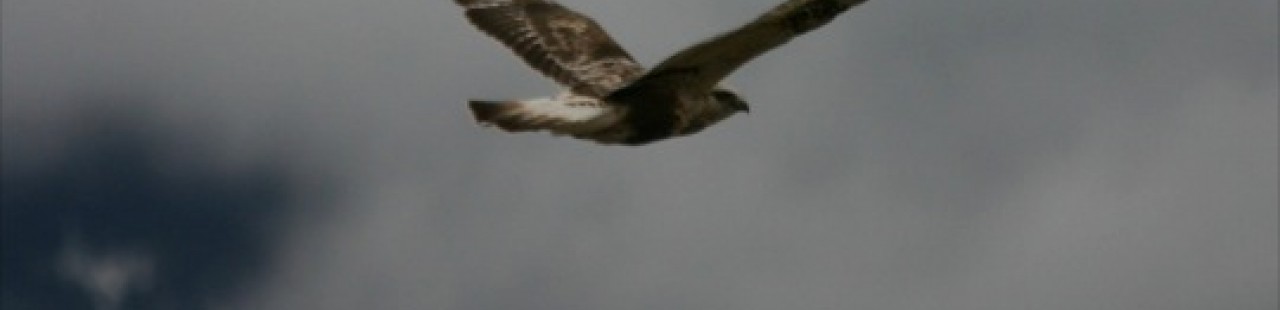 Record Breaking Spring Raptor Counts featured image.