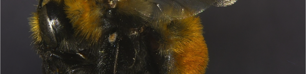 Digger Bees and their Cuckoos featured image.