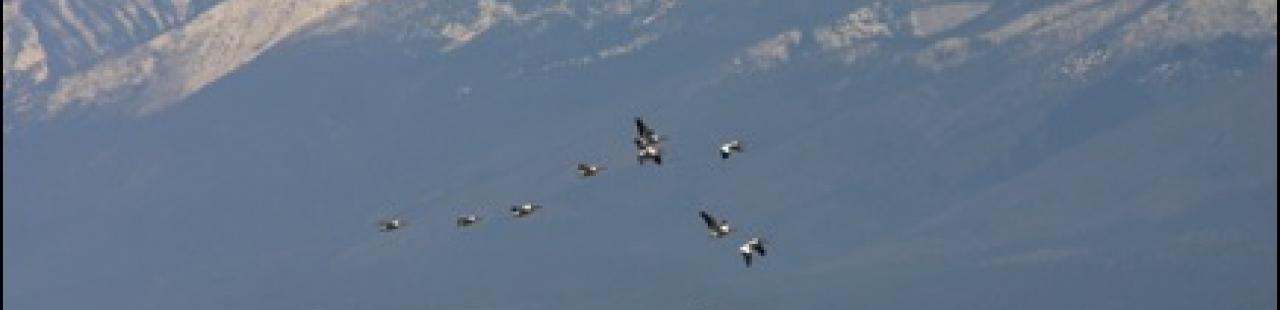 Raptor Migration 2013 Update 7 featured image.