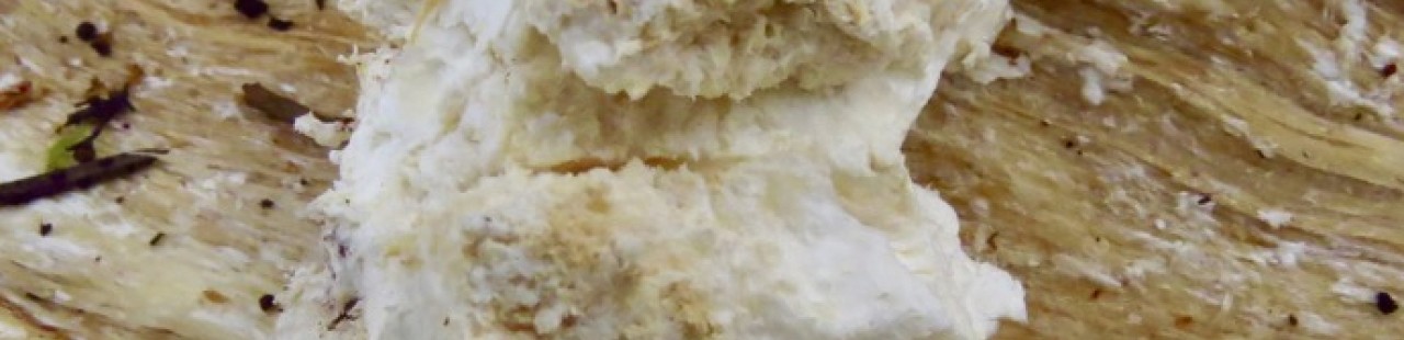 MPG Mushrooms: Smoky Polypore featured image.