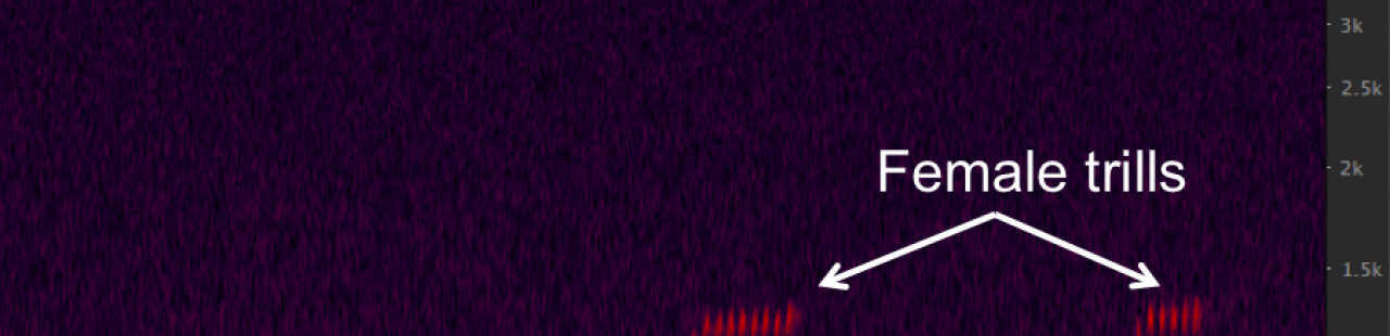 Tracking Pygmy-owls Part III featured image.