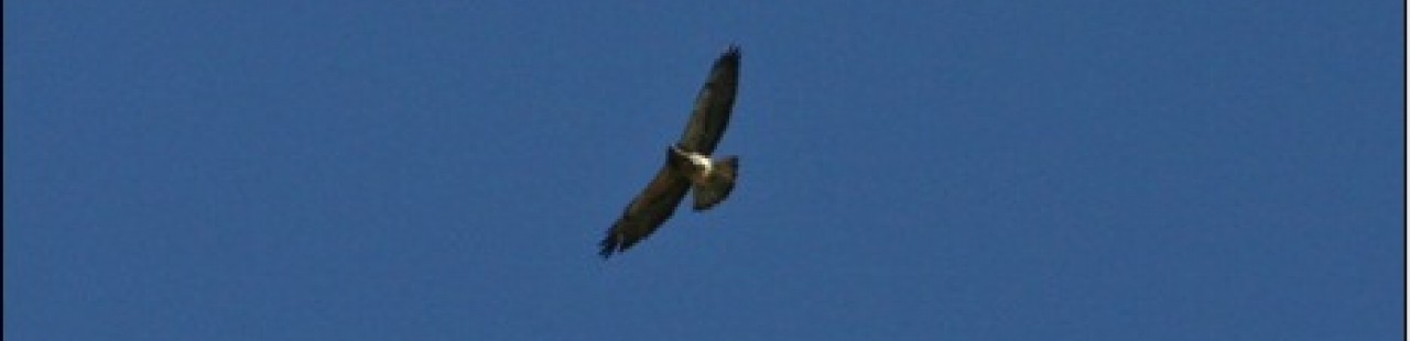 2013 Spring Raptor Survey Comes To A Close featured image.