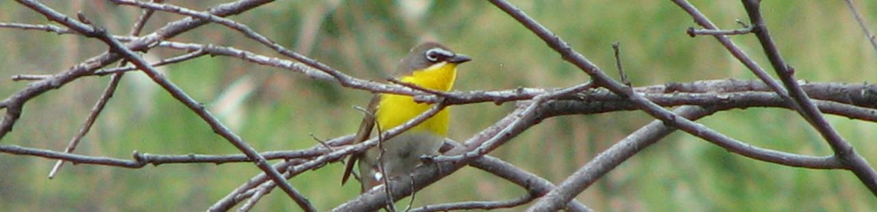 Yellow-Breasted Chat Spotted featured image.