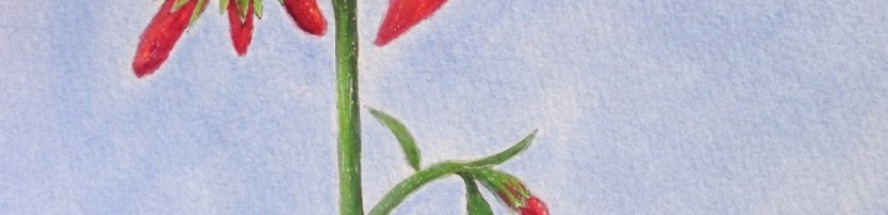 Scarlet Gilia featured image.