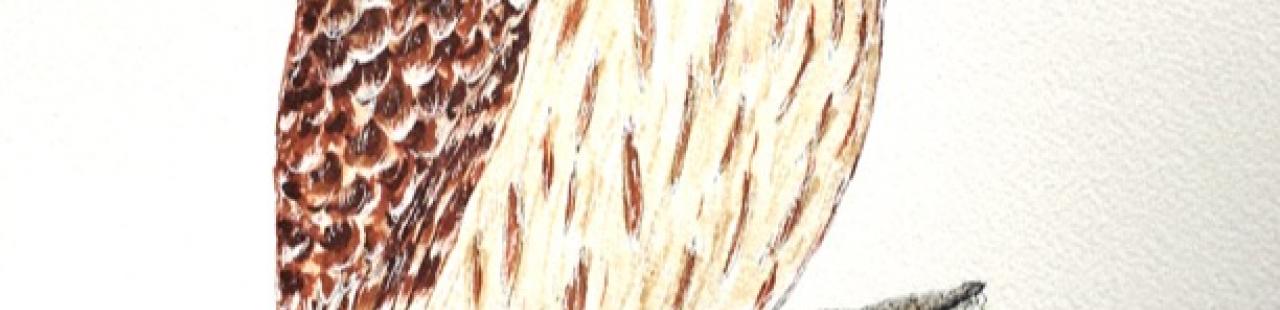 Barred Owl featured image.