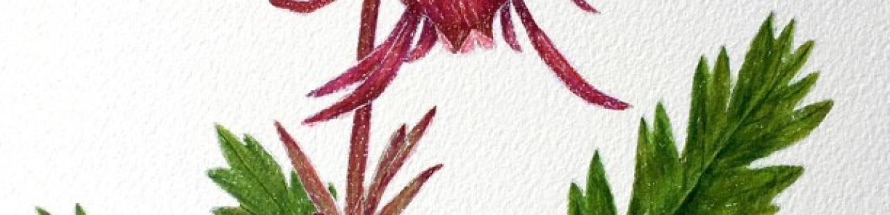 Prairie Smoke featured image.