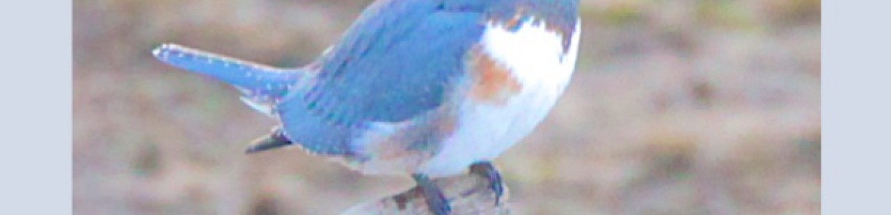 Kingfisher featured image.