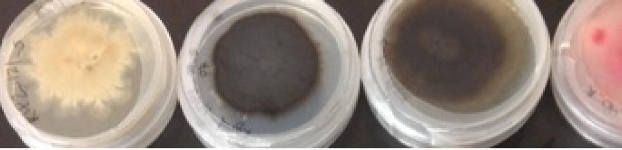 New Endophyte Database featured image.