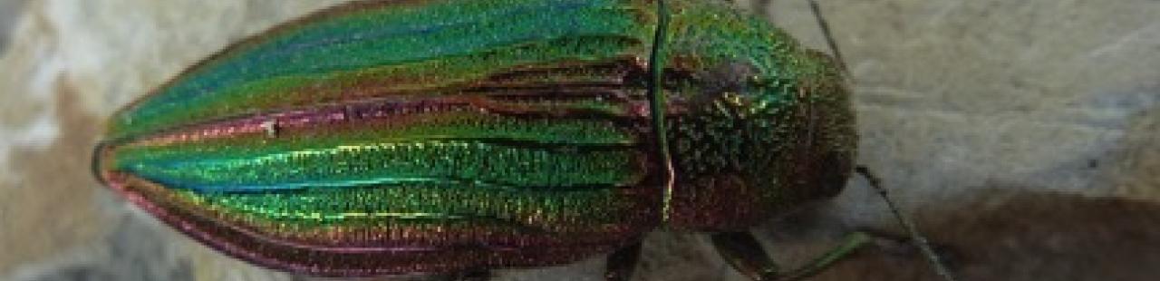 Insect Lives - Buprestid Beetles featured image.