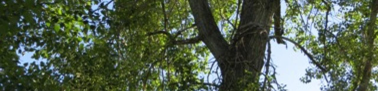 Kestrel Monitoring featured image.