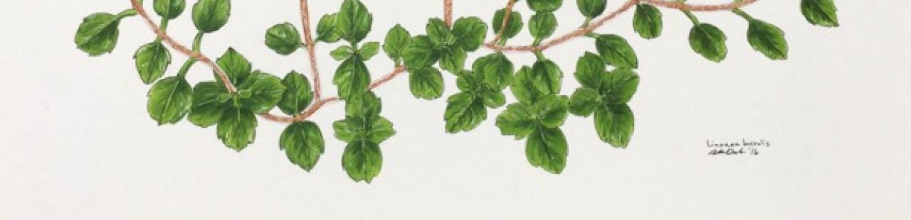 Twinflower featured image.