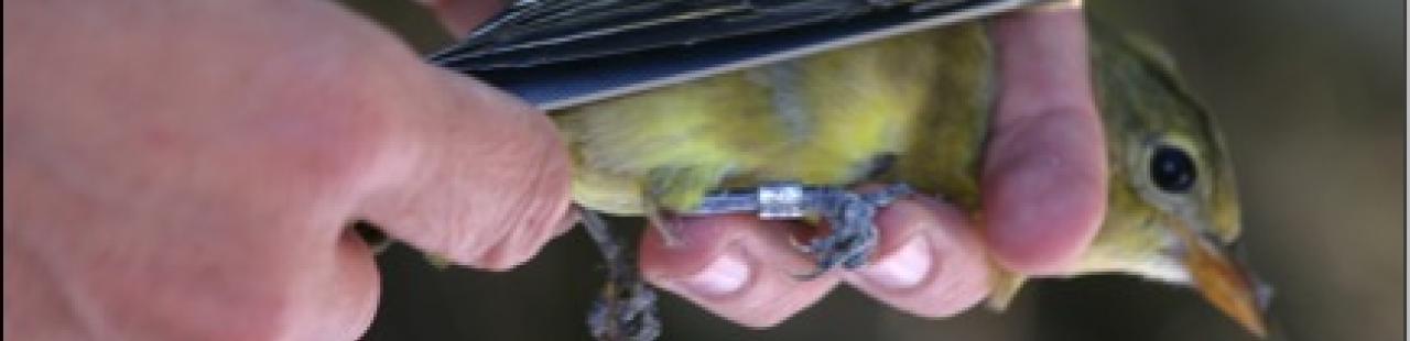 Fall Migration and Bird Banding on MPG featured image.
