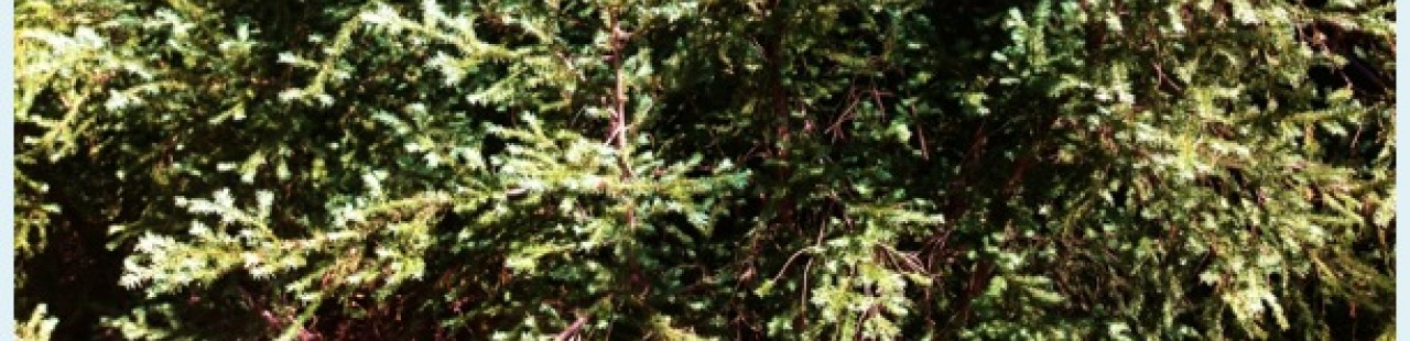 Yew featured image.