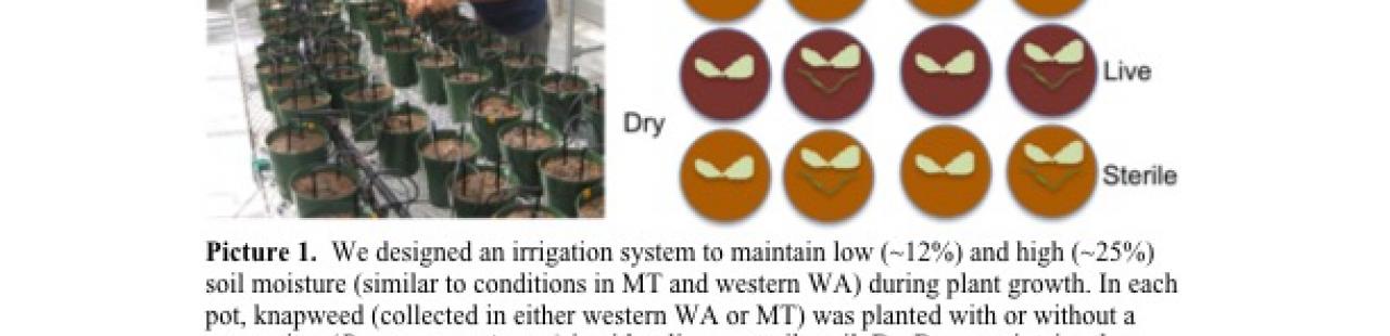 Knapweed Experiment Update featured image.