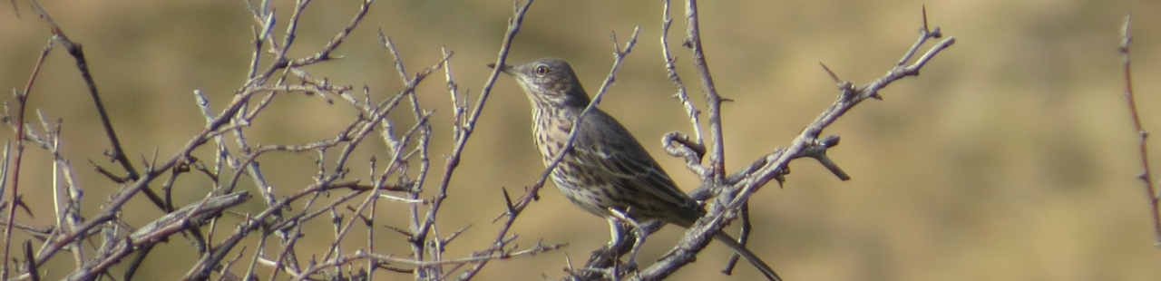 Fall Migration Projects featured image.