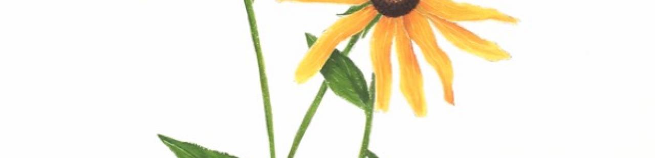 Black-eyed Susan featured image.