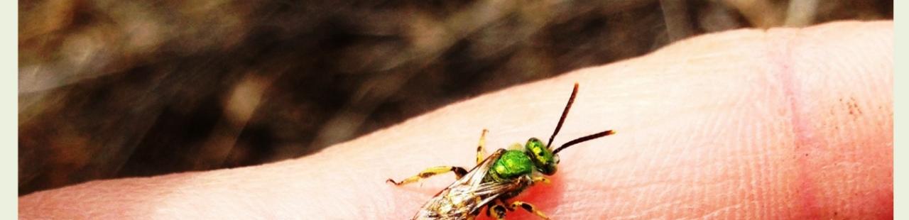 Bee featured image.