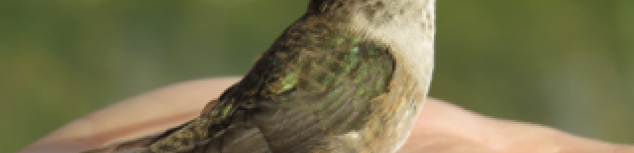 Hummingbird Banding featured image.