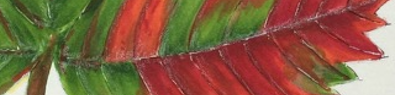 Strawberry Leaf featured image.