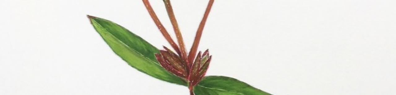 Autumn Gentian featured image.