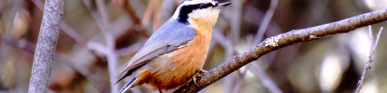 Do Red-breasted Nuthatch Migrate Triennially? featured image.