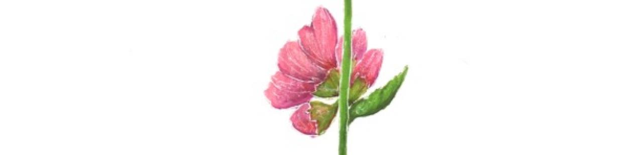 Mountain Hollyhock featured image.