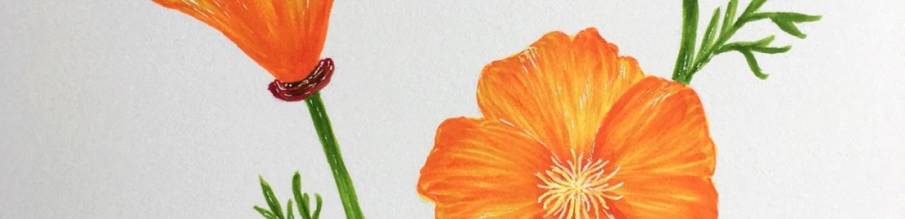 California Poppy featured image.