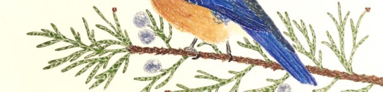 Mountain Bluebird and Juniper featured image.