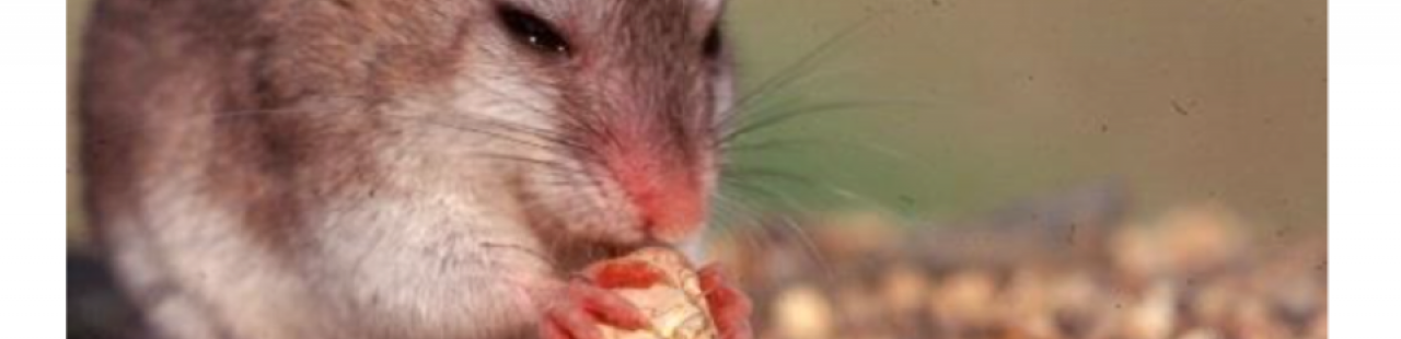 Does native plant restoration also restore small mammal communities? featured image.