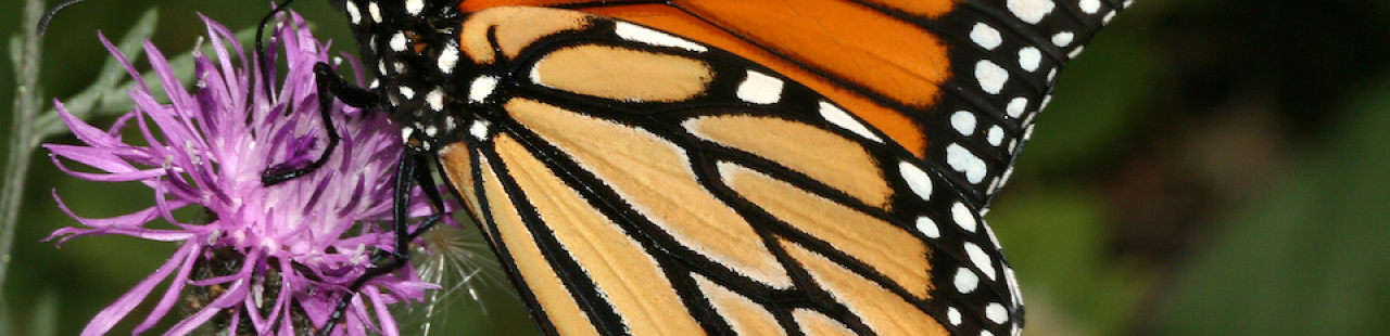 MPG Monarch Butterfly Monitoring featured image.