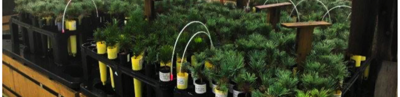 Altering Western White Pine Microbiomes For Disease Resistance featured image.