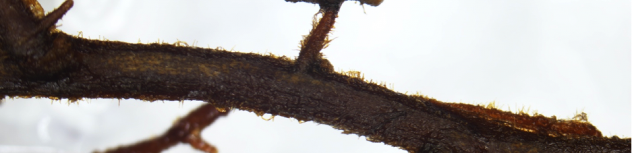 Underground Allies: Western White Pine & Ectomycorrhizal Fungi featured image.