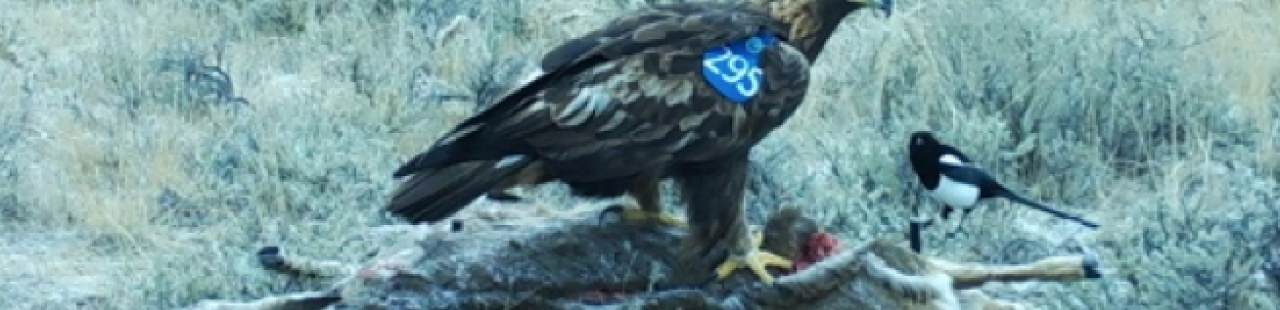Swooping into the Bitterroot Valley Winter Eagle Project featured image.
