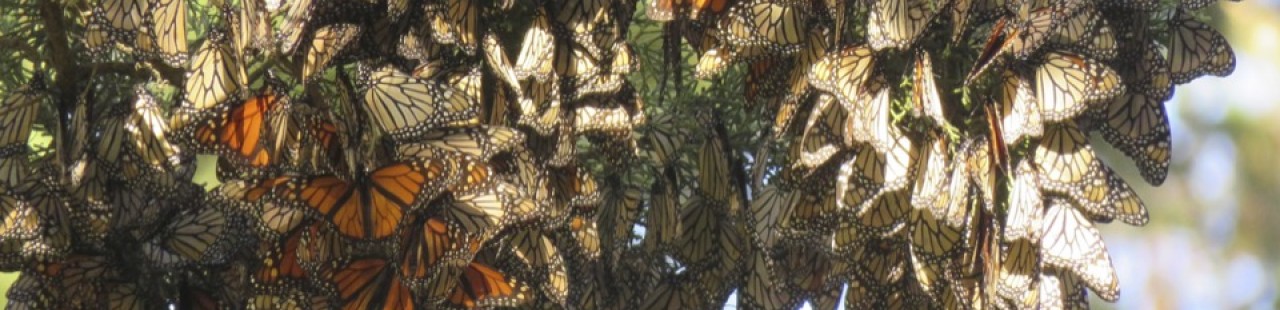 February 2020 Western Monarch Project Update featured image.