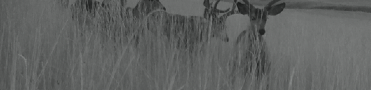 Carcasses attract deer, may spread chronic wasting disease featured image.